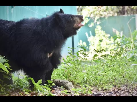 Wild Black Bear Stirs Panic in Phetchabun Thailand.