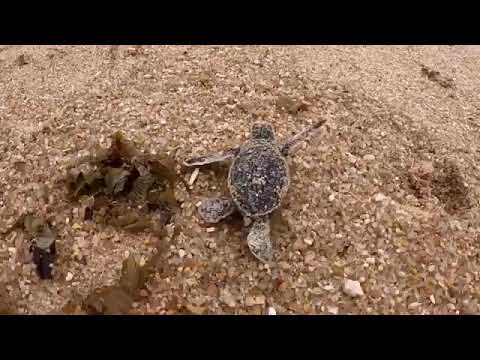 Green Turtle Hatchlings at Banyan Tree Samui