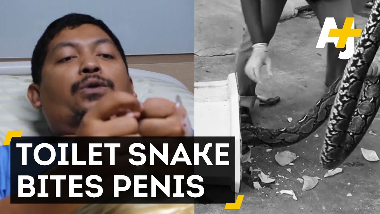 Python In A Toilet Latches Onto Man's Penis