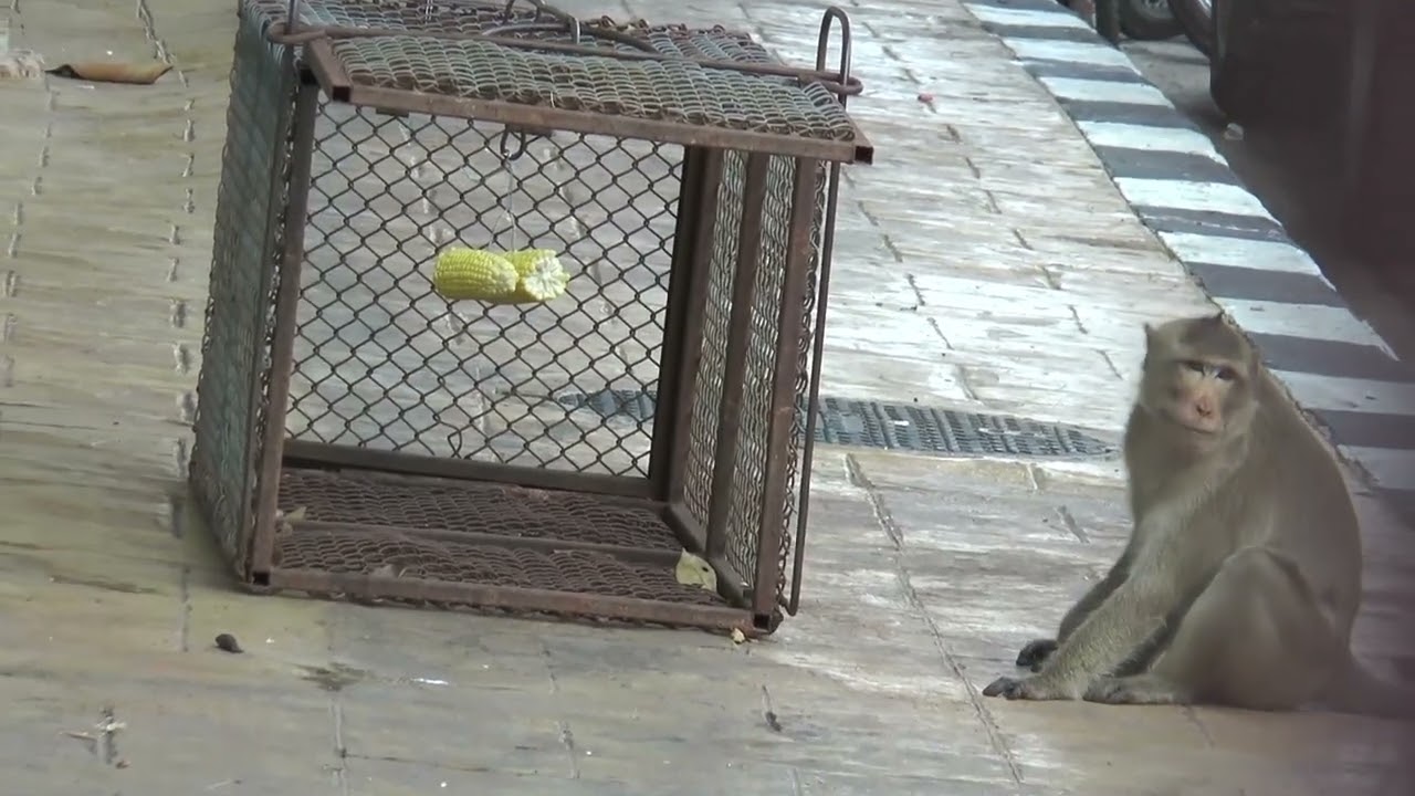 Lopburi officials trap monkeys to move them to the Wildlife Rescue Centre