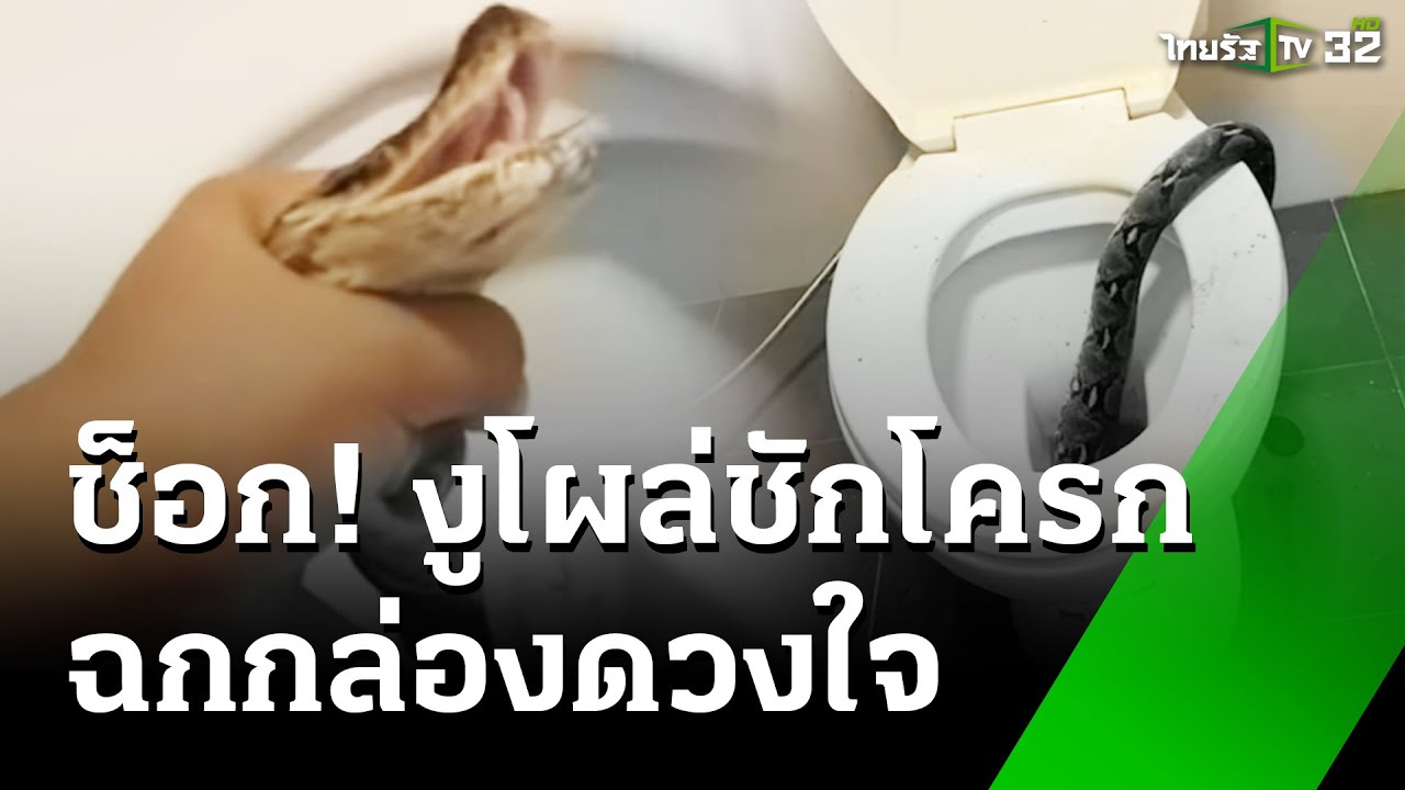 เตือนภัย! นั่งชักโครกถูกงูฉกเลือดสาด | 21 ส.ค. 67 | ข่าวเที่ยงไทยรัฐ
