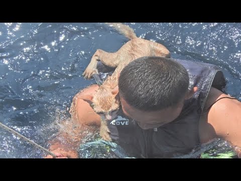 Thai navy rescues cats stranded at sea