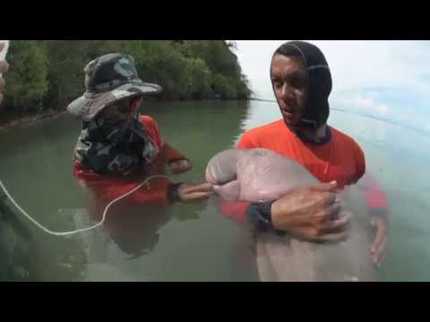 Thailand goes gaga for baby dugong Mariam