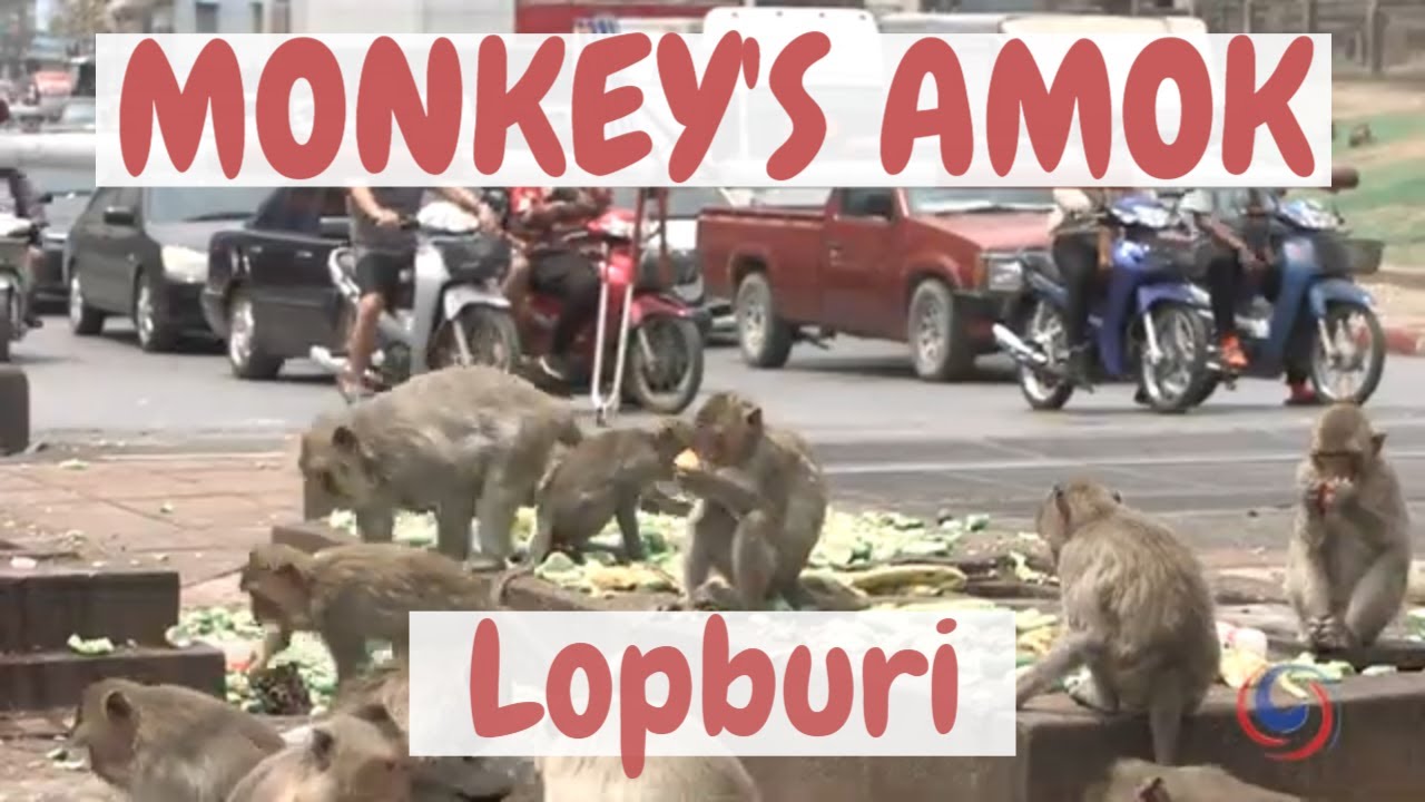 Hungry Monkey's amok in the city of Lopburi Thailand