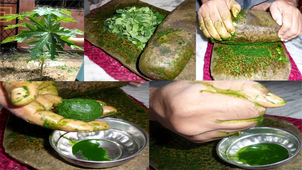 How to make papaya leaf juice for curing dengue fever and eat it for boosting immunity