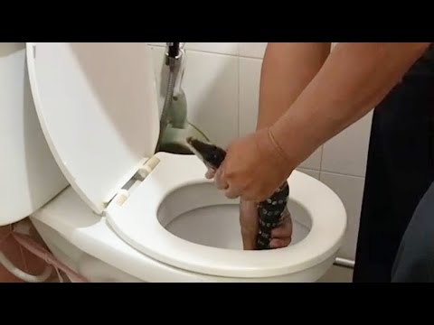 Slithery Surprise: Asian Water Monitor Found in Pathumthani Toilet