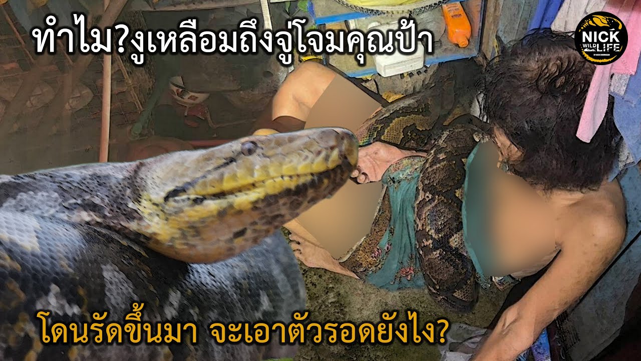 ลุยดิบ EP.130 ทำไม? งูเหลือมถึงจู่โจมป้า โดนรัดขึ้นมาจะเอาตัวรอดยังไง?