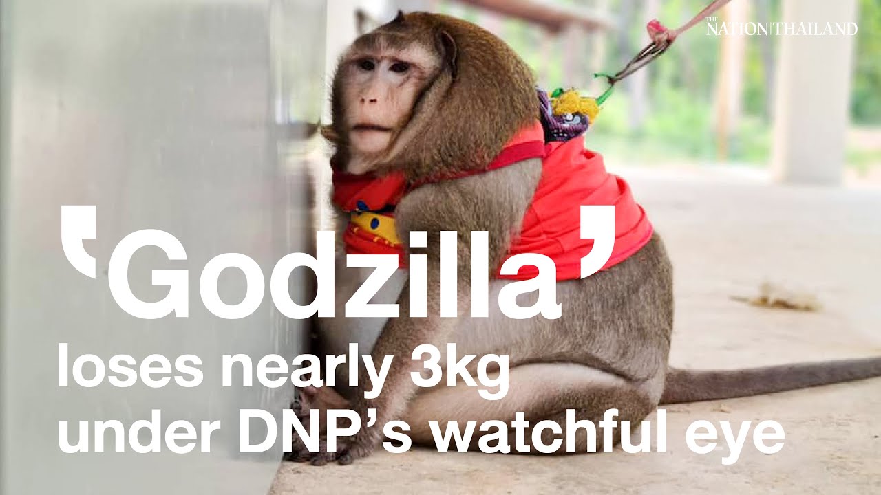 Godzilla’ loses nearly 3 kg under DNP’s watchful eye  | The Nation Thailand