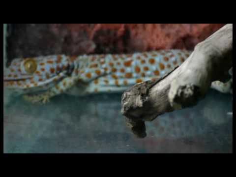 Tokay calling