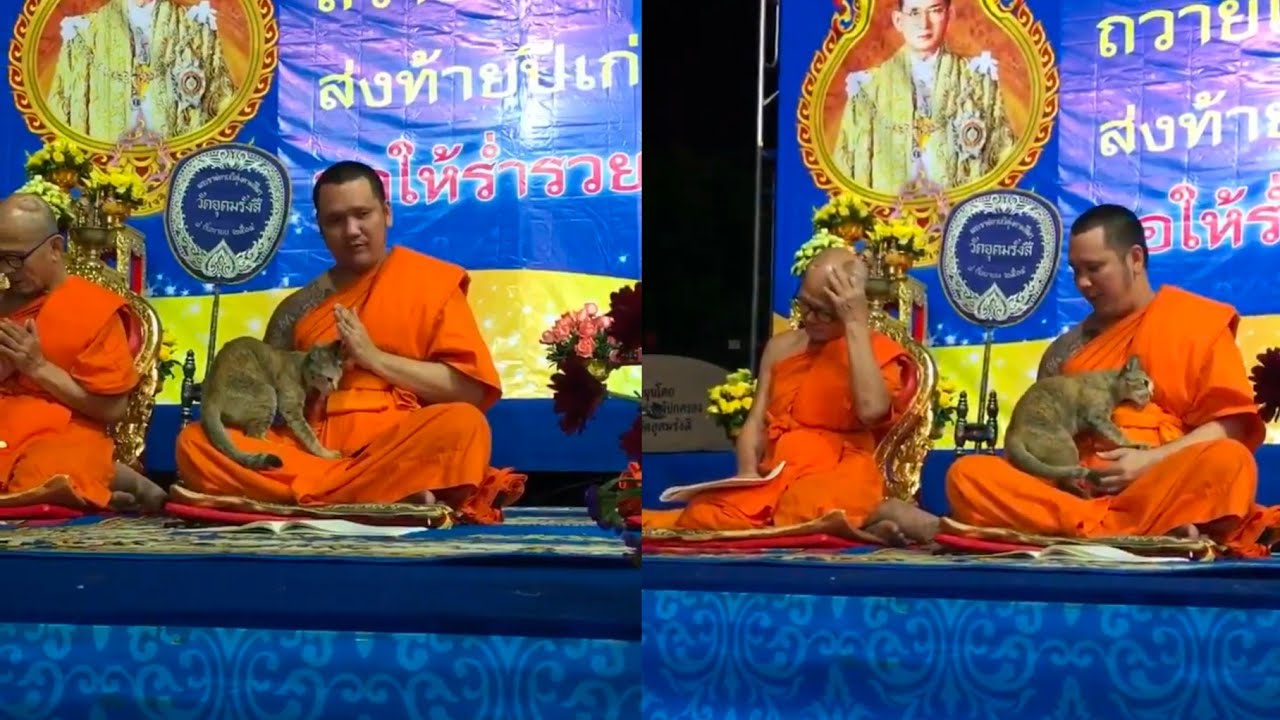 เมื่อเเมวมาอ้อนพระผิดเวลา ความน่ารักจึงบังเกิด