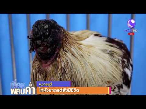 แปลกแต่จริง พบไก่หัวขาดแต่ไม่ตาย