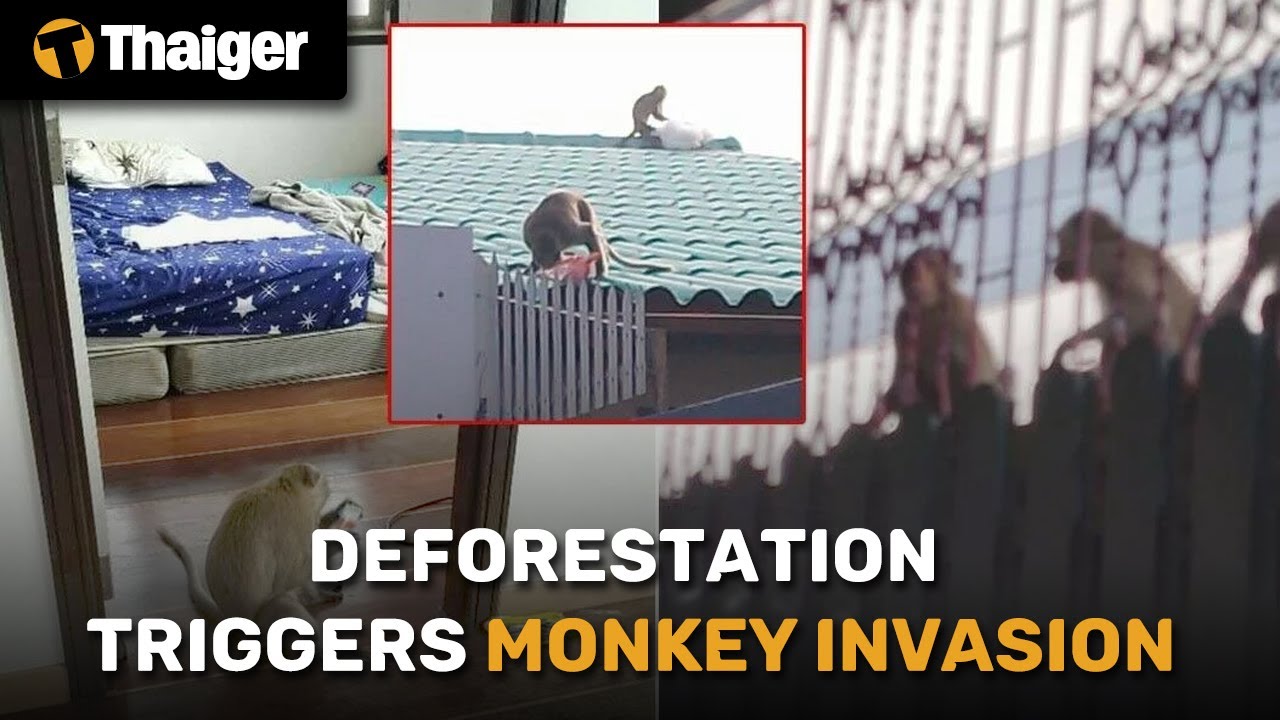Thailand News | Lopburi homeowners swing into action against monkey invasion