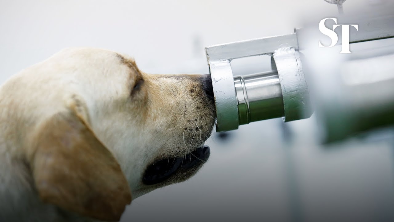 Sweat-sniffer dogs make Thai debut as coronavirus detectors