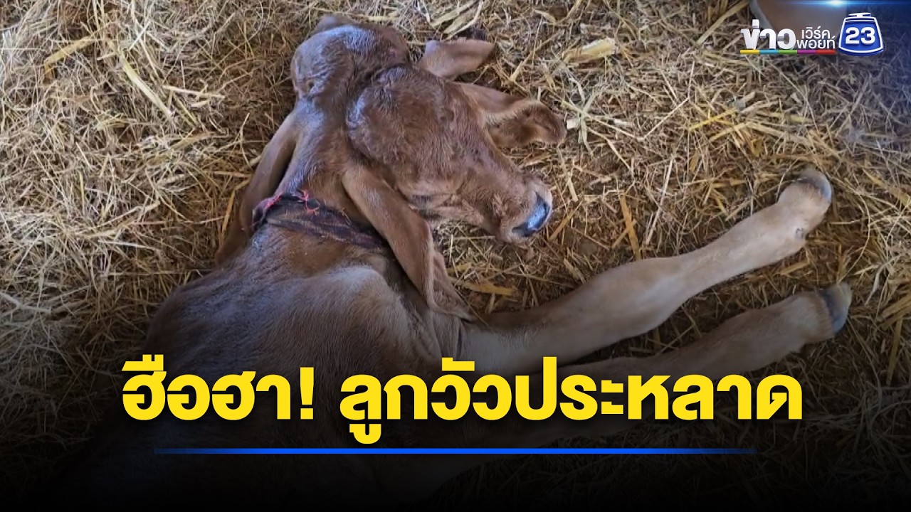 ฮือฮา! ลูกวัวประหลาด 2 หัว 4 ตา 4 หู l ตลาดข่าว - ข่าวเช้าเวิร์คพอยท์ l 1 พ.ค.69