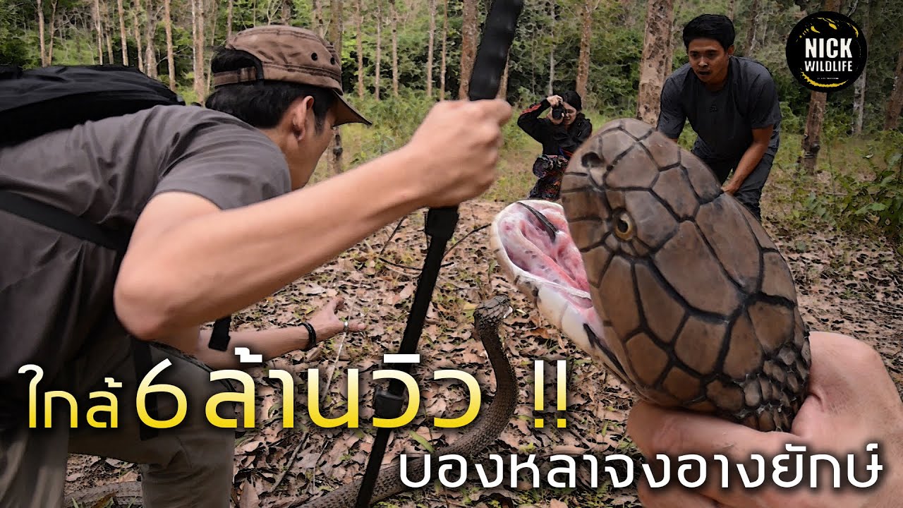 ใหญ่ที่สุดเท่าที่เคยจับมา!!! บองหลา จงอางยักษ์