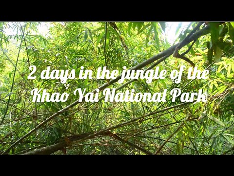2 DAYS IN THE JUNGLE OF THE KHAO YAI NATIONAL PARK