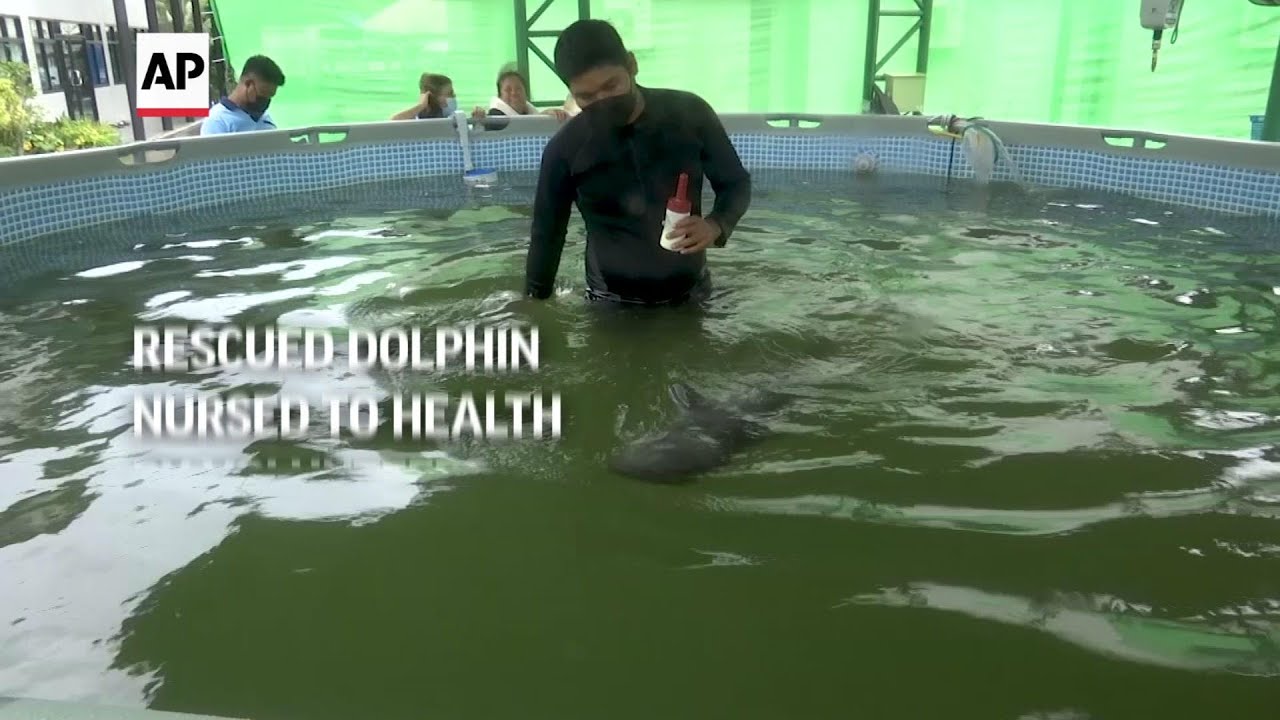 Rescued baby dolphin nursed to health