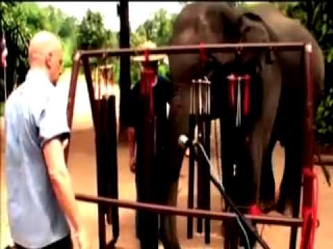 Thai Elephant Orchestra Part 4: Dave Soldier & Richard Lair