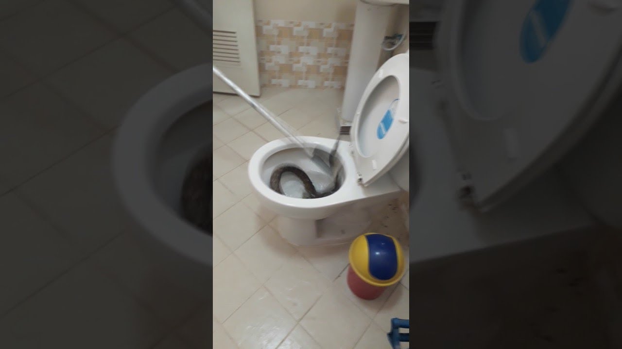 Snake in Toilet || ViralHog