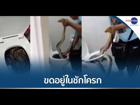 เปิดฝาชักโครกถึงกับผงะ เจองูเหลือมขดแน่นเต็มพื้นที่