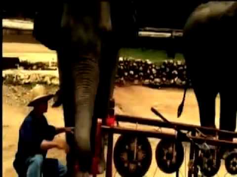 Thai Elephant Orchestra Part3 War: Dave Soldier & Richard Lair