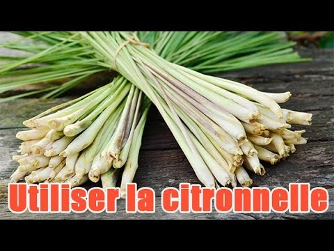 Comment préparer et utiliser de la citronnelle ?