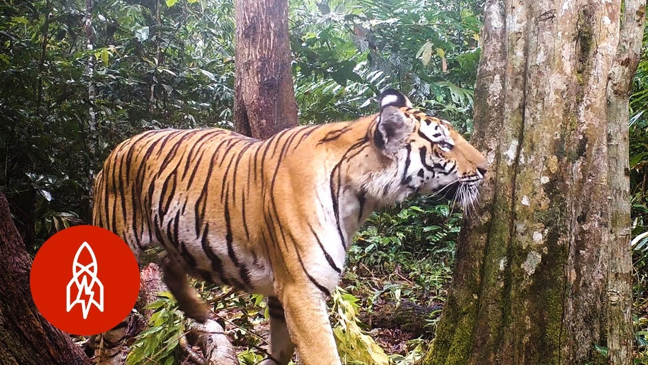 How Scientists Are Protecting Tigers in Thailand