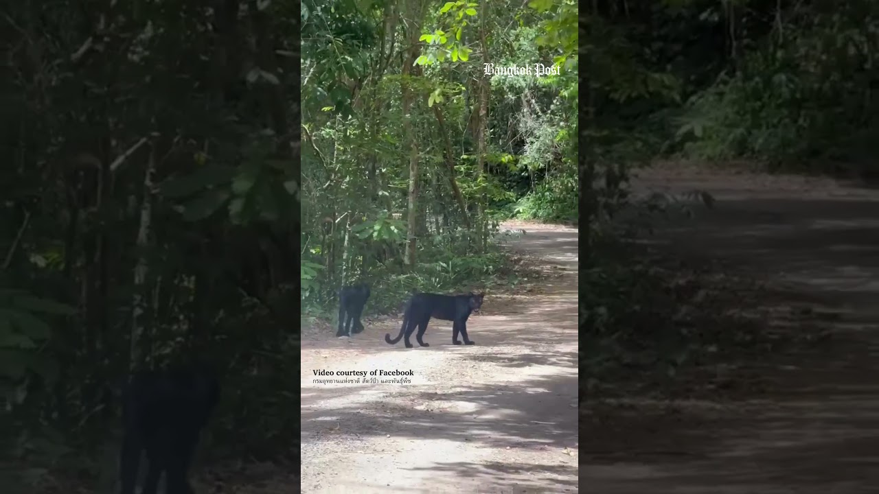 Two black panthers spotted roaming in Kaeng Krachan