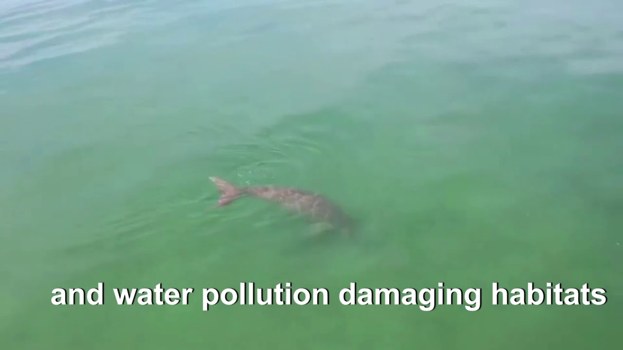 Herd of dugongs sighted off the coast of Thai island
