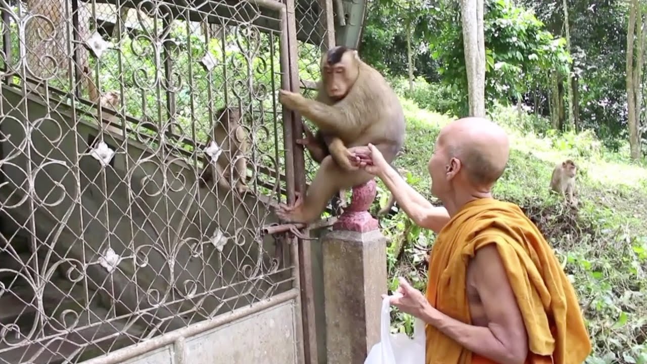 Monkeys raid homes in Thailand as COVID-19 hampers food supply