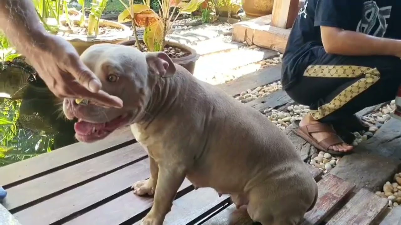 American Bully dogs in Lopburi can't stay with their owner after tragedy