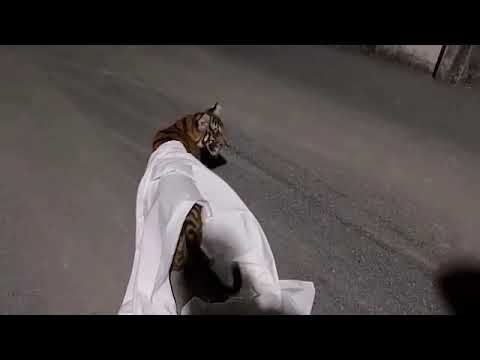 It is a tiger, not a liger