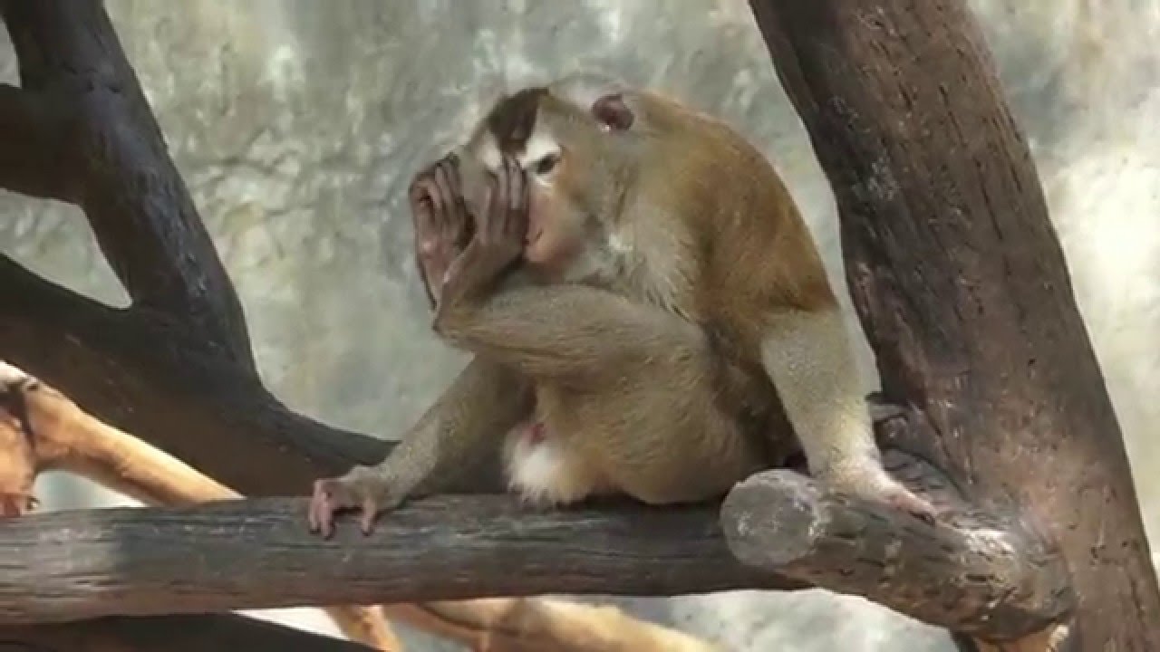 Chiang Mai Zoo