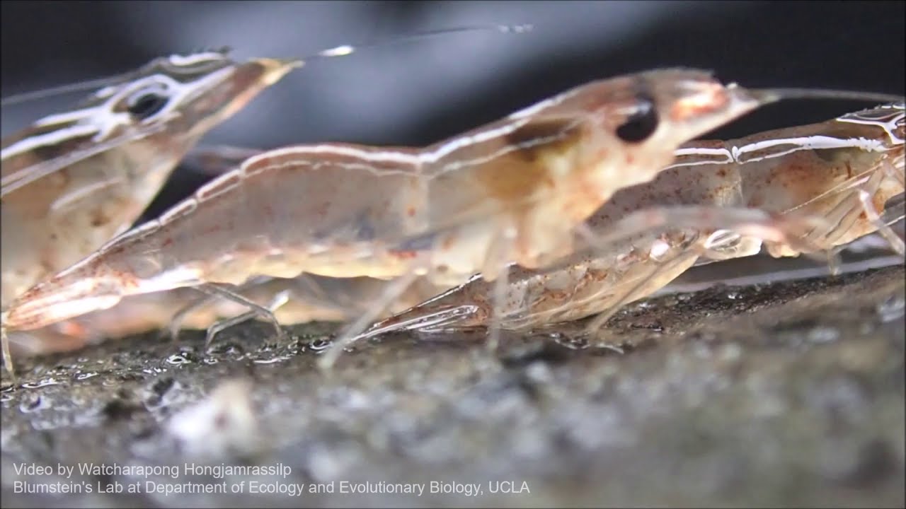 Parading Behavior in Parading Shrimp (Macrobrachium dienbienphuense) [กุ้งเดินขบวน]
