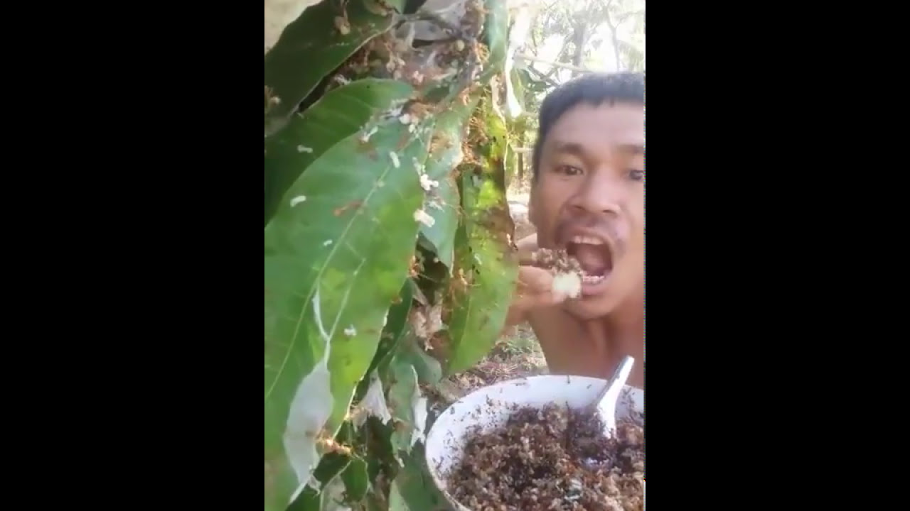 Man eating red weaver ants ALIVE. Laos