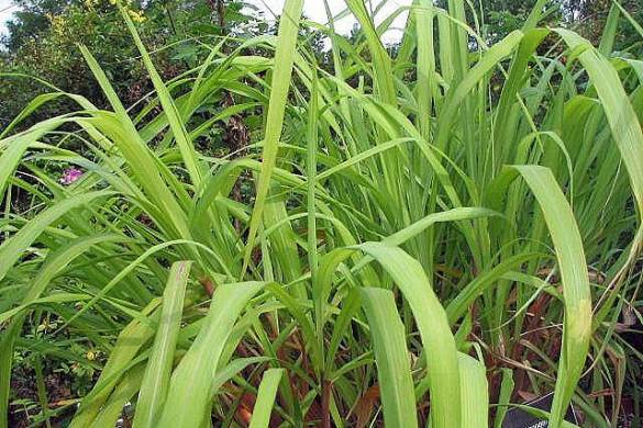 La citronnelle, l&rsquo;herbe au parfum de citron