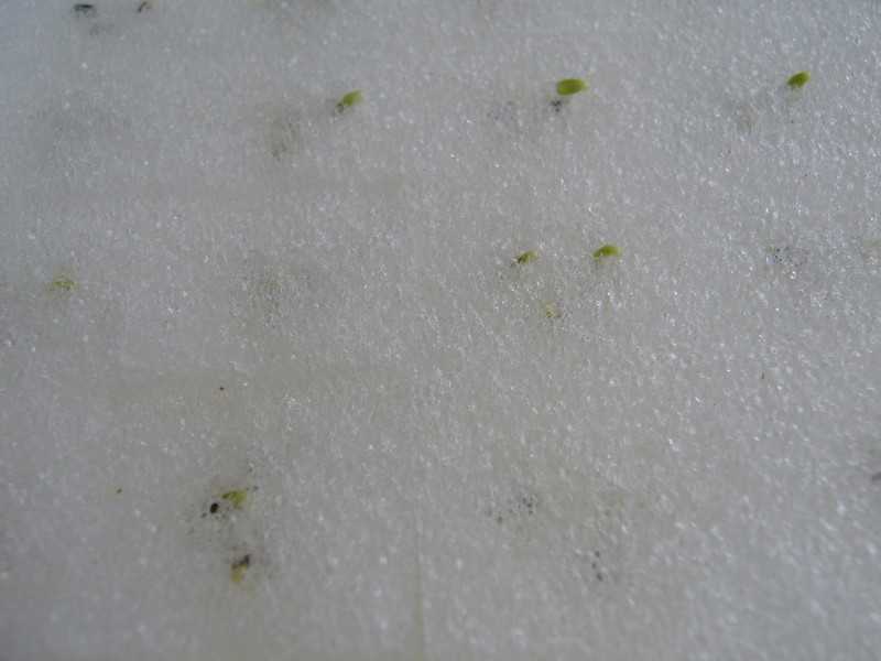 La culture hydroponique en Thaïlande 5 La Culture Hydroponique en Thaïlande