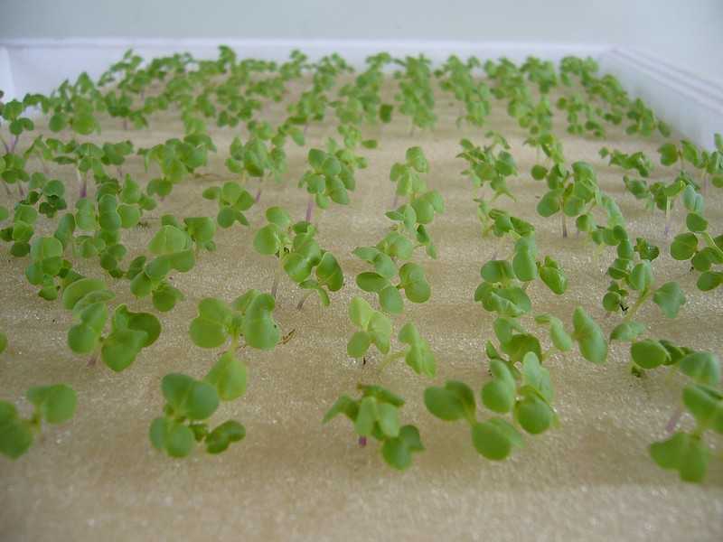 La culture hydroponique en Thaïlande 7 La Culture Hydroponique en Thaïlande