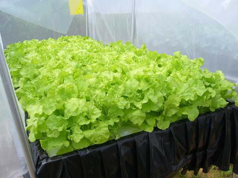 La culture hydroponique en Thaïlande 10 La Culture Hydroponique en Thaïlande