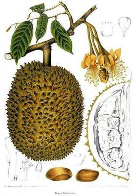 Dessin d'un fruit du durian