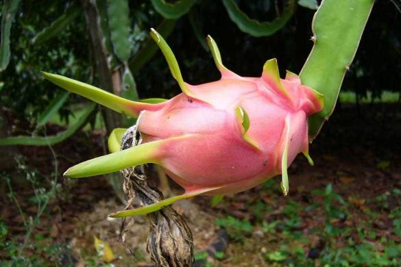 Le Pitaya ou fruit du Dragon, description et bienfait pour la santé