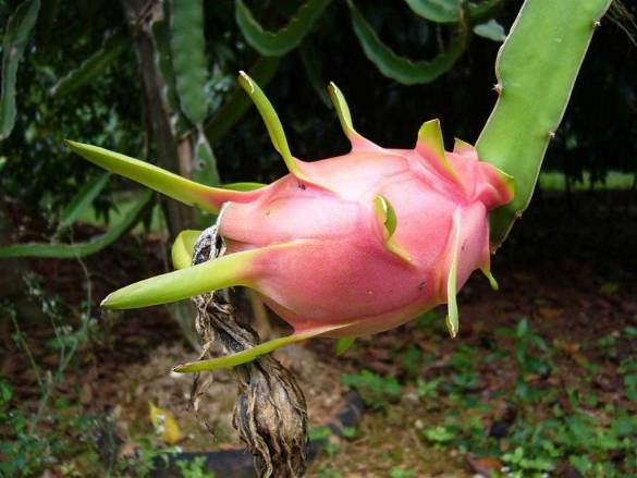 Le Pitaya et son fruit du Dragon