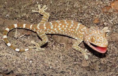 Gecko tokay mâle
