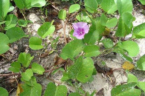 Ipomoea pes-caprae, la liane contre les piqûres de méduses