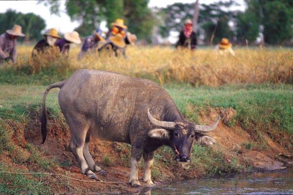 Où voyager en Thaïlande, que voir, que visiter ? 6 Voyage en Thaïlande dans le nord-est, l'Isan