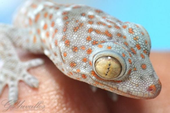 Le Gecko tokay, un grand lézard et un grand chanteur