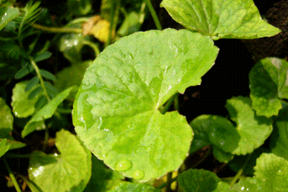 La Centella asiatica : la plante anti-déprime qui booste le cerveau