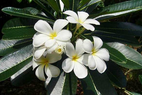 Le frangipanier ou Plumeria, un arbre magique