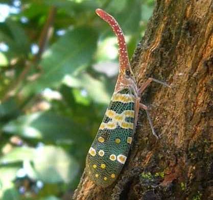 Le Pyrops candelarius, insecte de Thaïlande