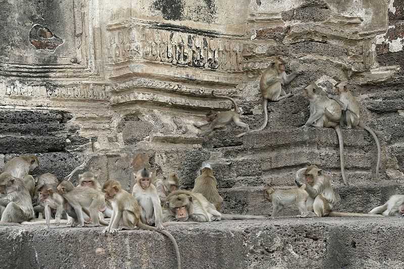 Le Wat Phra Prang Sam Yod, temple de Lopburi 7 Singe au wat Phra Prang Sam Yod